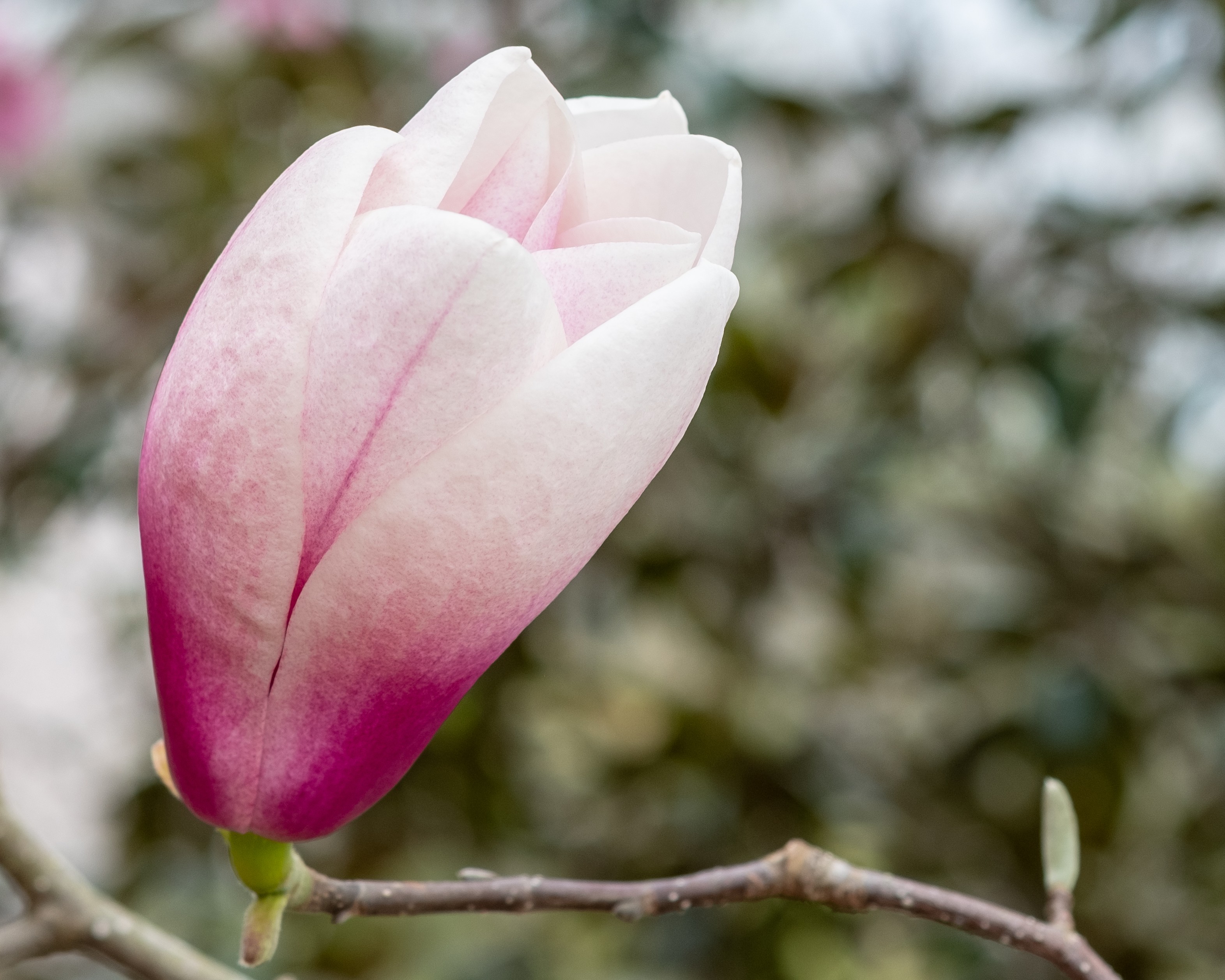 Gardens and grounds at Cheekwood Estate & Gardens in Nashville.
